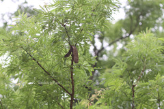 Acacia ferruginea